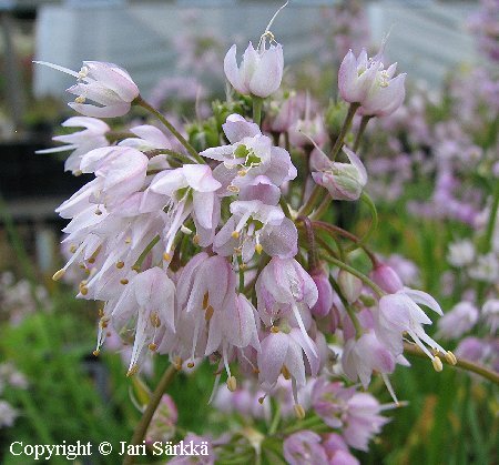 Allium cernuum